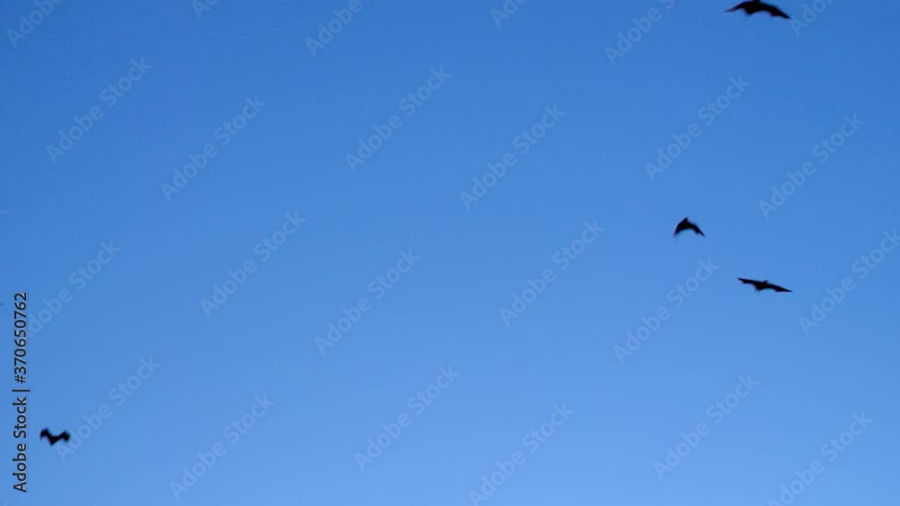 Flying Foxes Fly Overhead With Blue Background Sky At Sunset, Kalong Island Flying Foxes Fly Overhead With Blue Background Sky At Sunset, Kalong Island