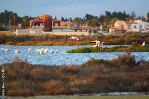 Pink flamingos in water pond in Chiclana de la Frontera, Cadiz, Andalusia, Spain.