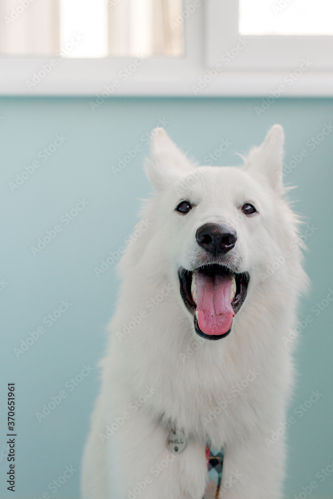 Portrait of a white dog sitting at home