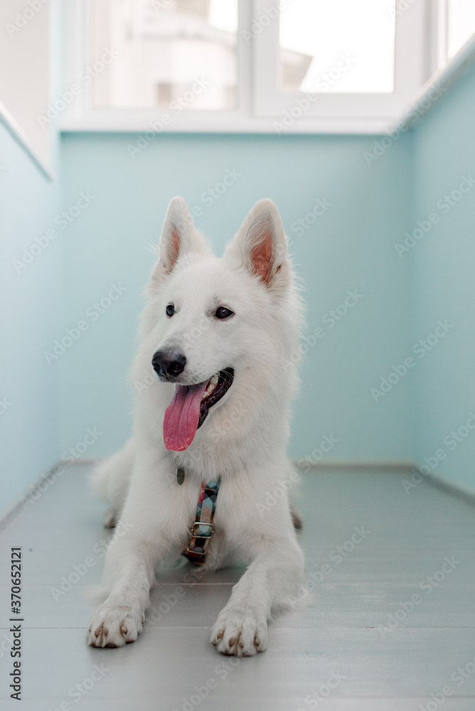 Portrait of a white dog laying at home Portrait of a white dog laying at home