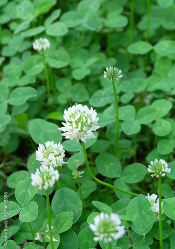 White clover meadow flowering plant (Trifolium repens) in summer, macro photography, selective focus.