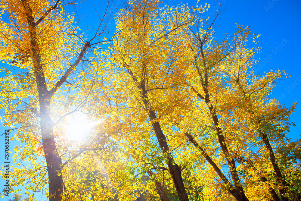 Sunshine in the yellow branches . Autumnal fall scenery Sunshine in the yellow branches . Autumnal fall scenery