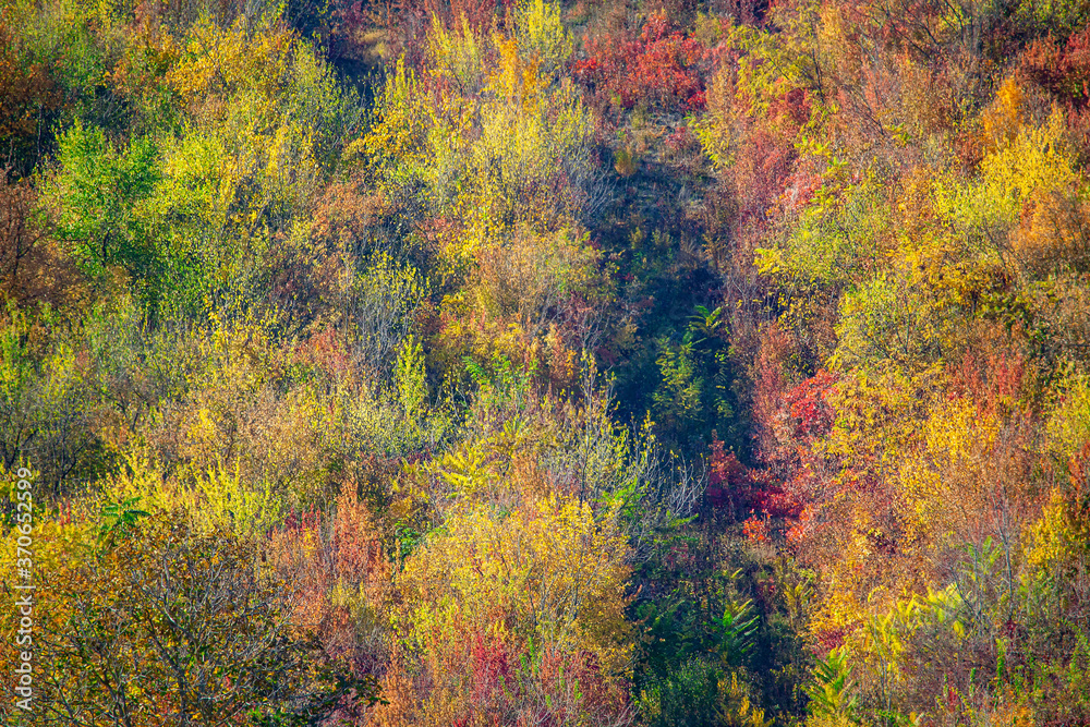 Autumn Nature with Colorful Tree Tops. Aerial View of forest in the fall Autumn Nature with Colorful Tree Tops. Aerial View of forest in the fall