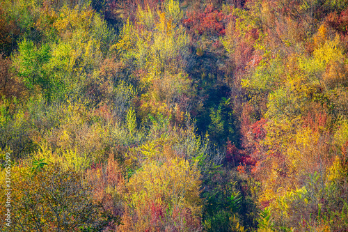 Autumn Nature with Colorful Tree Tops. Aerial View of forest in the fall