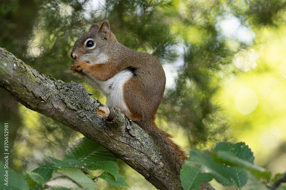 curious red squirrel is looking for food on a sunny day at the park curious red squirrel is looking for food on a sunny day at the park