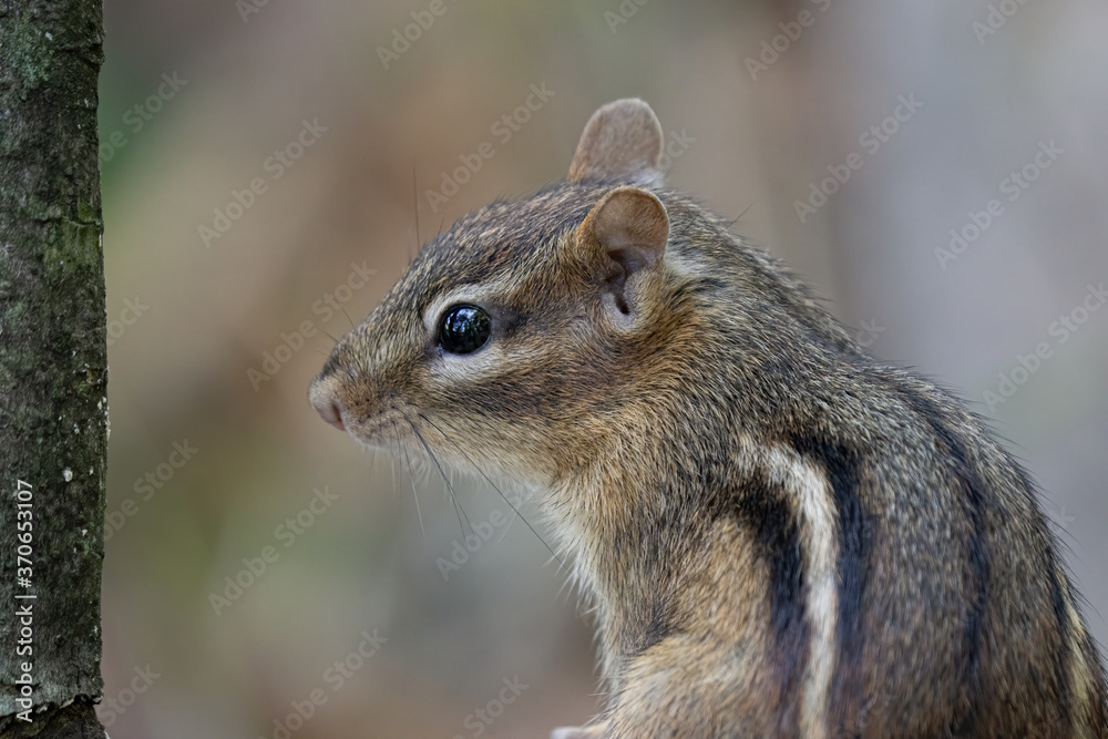 eastern chipmunk looking for food on a sunny day in the woods eastern chipmunk looking for food on a sunny day in the woods