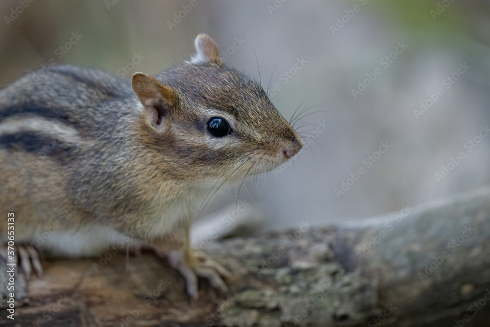 eastern chipmunk looking for food on a sunny day in the woods eastern chipmunk looking for food on a sunny day in the woods