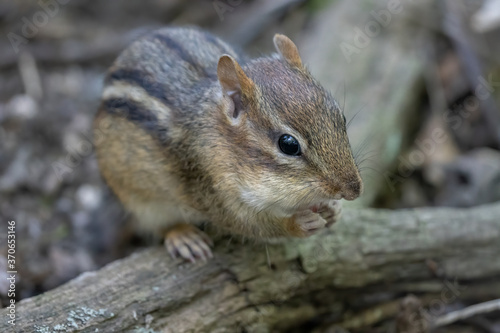 eastern chipmunk looking for food on a sunny day in the woods © J.A.