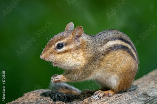 eastern chipmunk looking for food on a sunny day in the woods photo