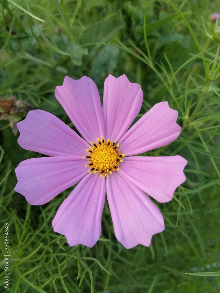 Obraz premium pink cosmos flower