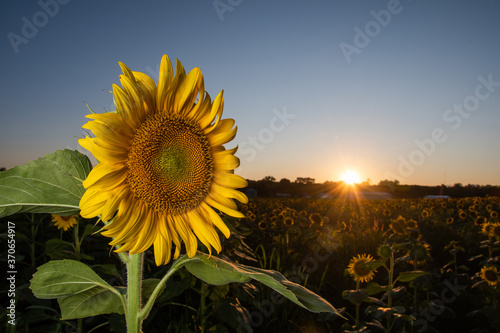 Fototapeta Naklejka Na Ścianę i Meble -  Sunflower in a field at sunset