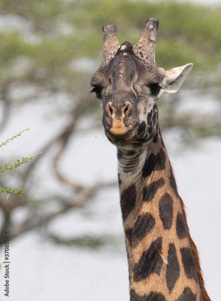 Very Dark Namibian Giraffe in Savuti Botswana Africa Very Dark Namibian Giraffe in Savuti Botswana Africa
