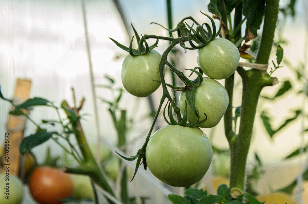 Branch with unripe green tomatoes in a greenhouse. Agriculture, selection and cultivation of vegetables for everyday consumption. Organic farm products.