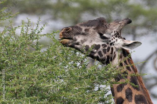 Canvas Print Very Dark Namibian Giraffe in Savuti Botswana Africa