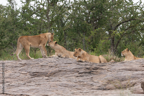 Lion and lioness on kjope in Tanzania Africa © Dennis Donohue