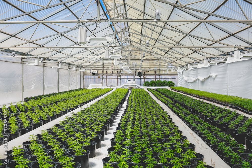 Cannabis plants in a greenhouse - obrazy, fototapety, plakaty 