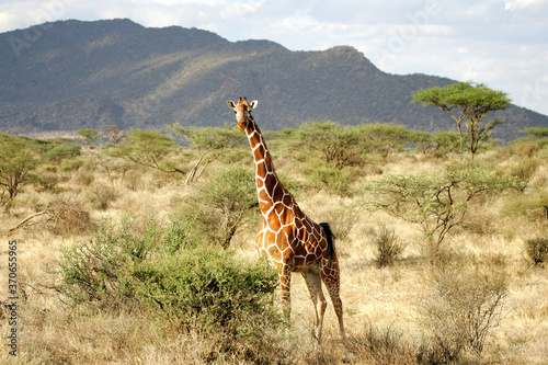 Canvas Print Reticulated Giraffe in Kenya Africa