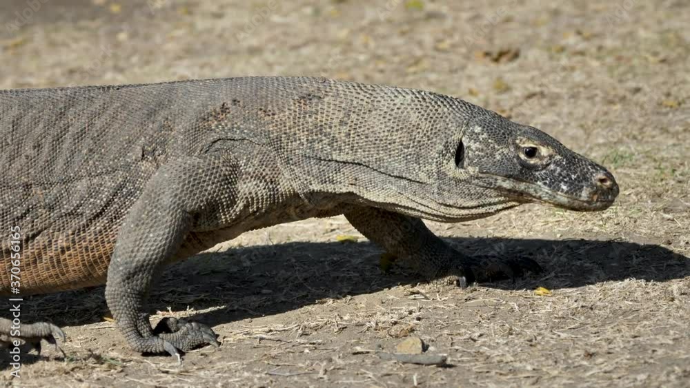 Komodo Dragon Walking While Flicking Tongue, Rinca Island, Komodo National Park Komodo Dragon Walking While Flicking Tongue, Rinca Island, Komodo National Park