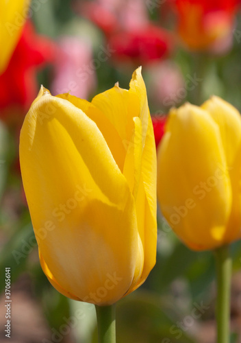 Beautiful tulips in a spring garden