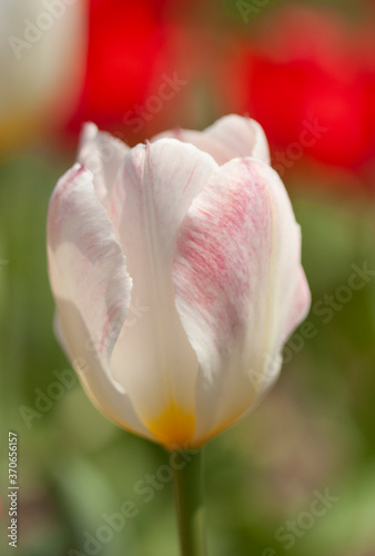 Beautiful tulips in a spring garden