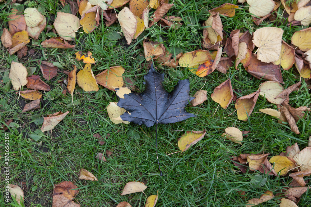Maple leaf stained with black paint Maple leaf stained with black paint