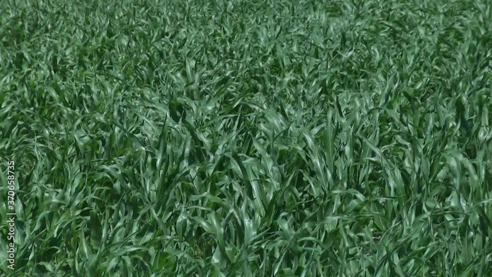 Young green corn, maize sprouts, shoots, planted in rows in field on background of soil, ground and blue sky. Corn growing. Agriculture. eco farm, agricultural enterprise. Young green corn, maize sprouts, shoots, planted in rows in field on background of soil, ground and blue sky. Corn growing. Agriculture. eco farm, agricultural enterprise.