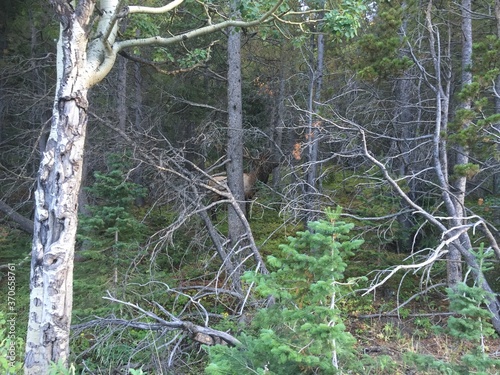 Tablou pe pânză Hidden deer buck spotting in branchy forest understory