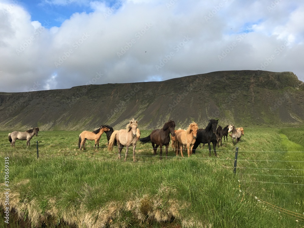 Wild horses passing through green highland field