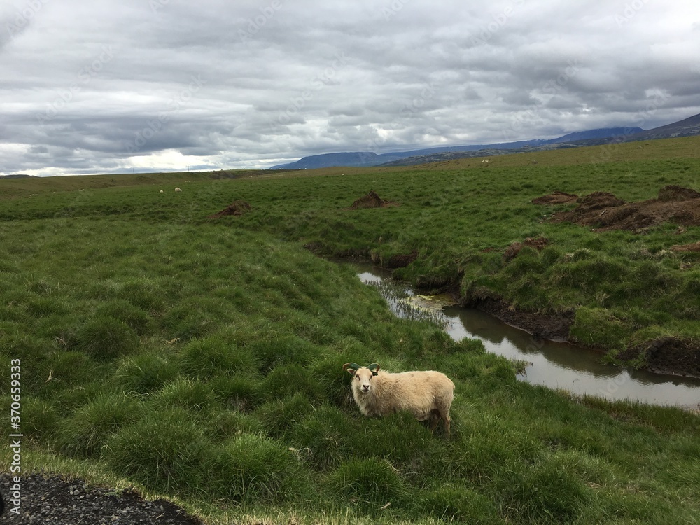 Fototapeta premium Sheep passing by stream in vast mountain valley field