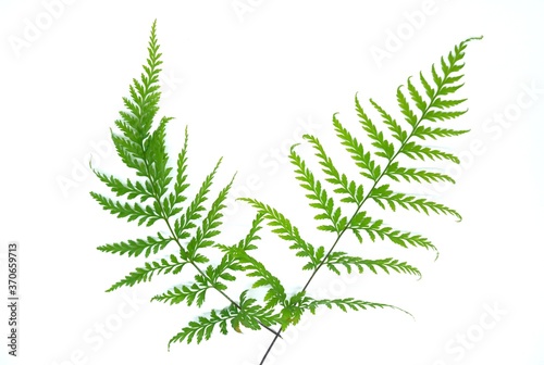 Fern leaves isolated on white background. Flat lay design nature concept for logo or nature symbol 