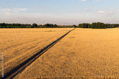 Wallpaper Mural golden wheat field in the rays of the setting or dawn sun Torontodigital.ca