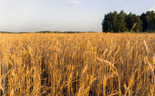 golden wheat field in the rays of the setting or dawn sun