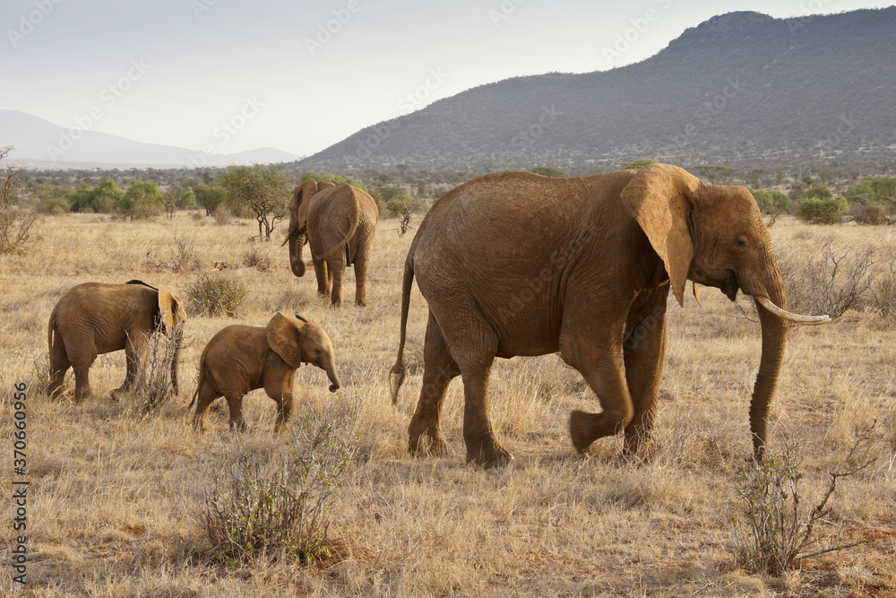 Fototapeta premium Female elephants with calves, Samburu, Kenya
