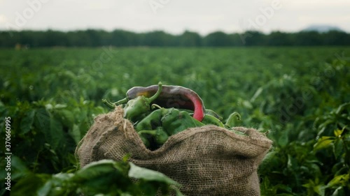 Pan around a burlap sack of Hatch Green Chile in a field. The chili peppers are a staple of New Mexico's agriculture and economy. Handheld shot for videos on farming practices and Southwest travel.