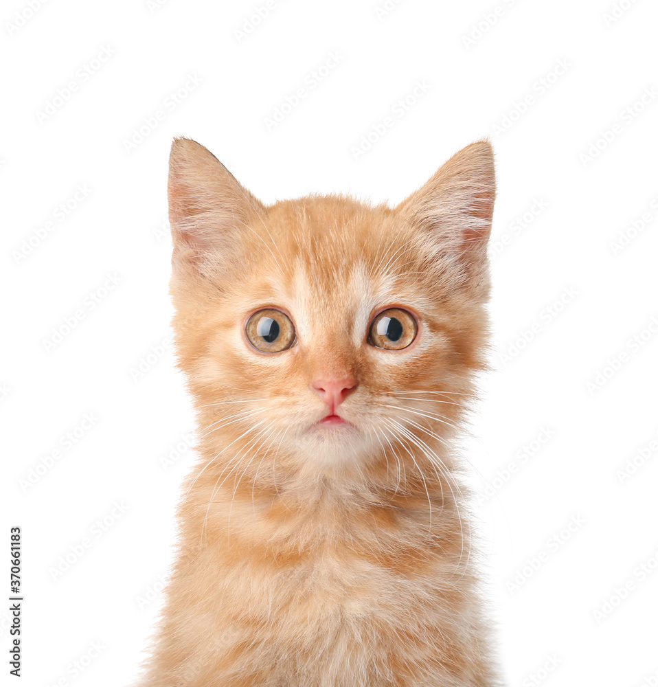 Fototapeta premium Cute funny kitten on white background
