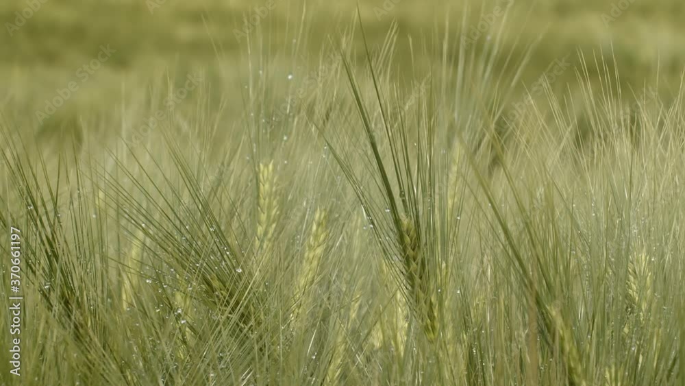 Morning dew sparkles on green wheat stalks and grass in field Morning dew sparkles on green wheat stalks and grass in field