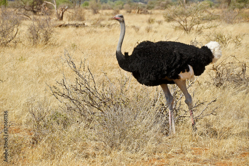 Male Somali ostrich walking in dry grass, Samburu Game Reserve, Kenya