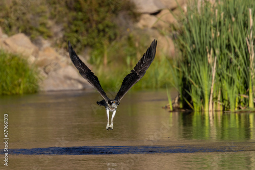 Osprey Fishing in Eleven Mile Canyon