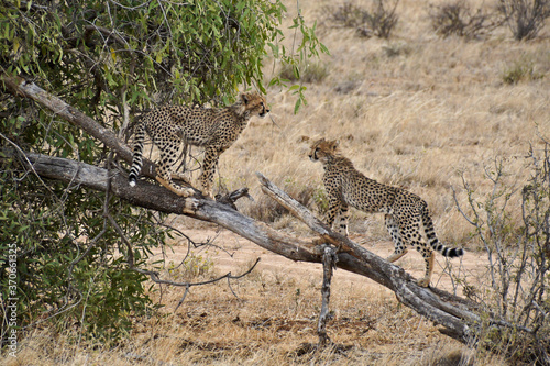 Obraz na plátně Young cheetahs on play tree, Samburu Game Reserve, Kenya