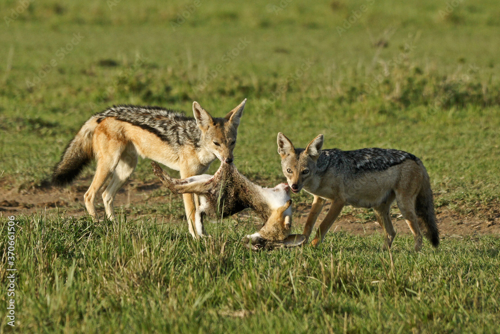 Black-backed jackals sharing an African hare, Masai Mara Game Reserve, Kenya Black-backed jackals sharing an African hare, Masai Mara Game Reserve, Kenya