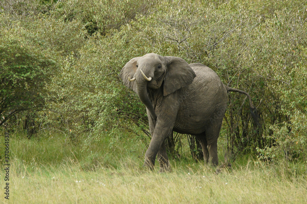 Angry elephant emerging from bush, Masai Mara Game Reserve, Kenya