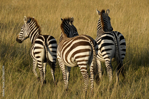 Three Burchell s zebras in long grass  Masai Mara Game Reserve  Kenya