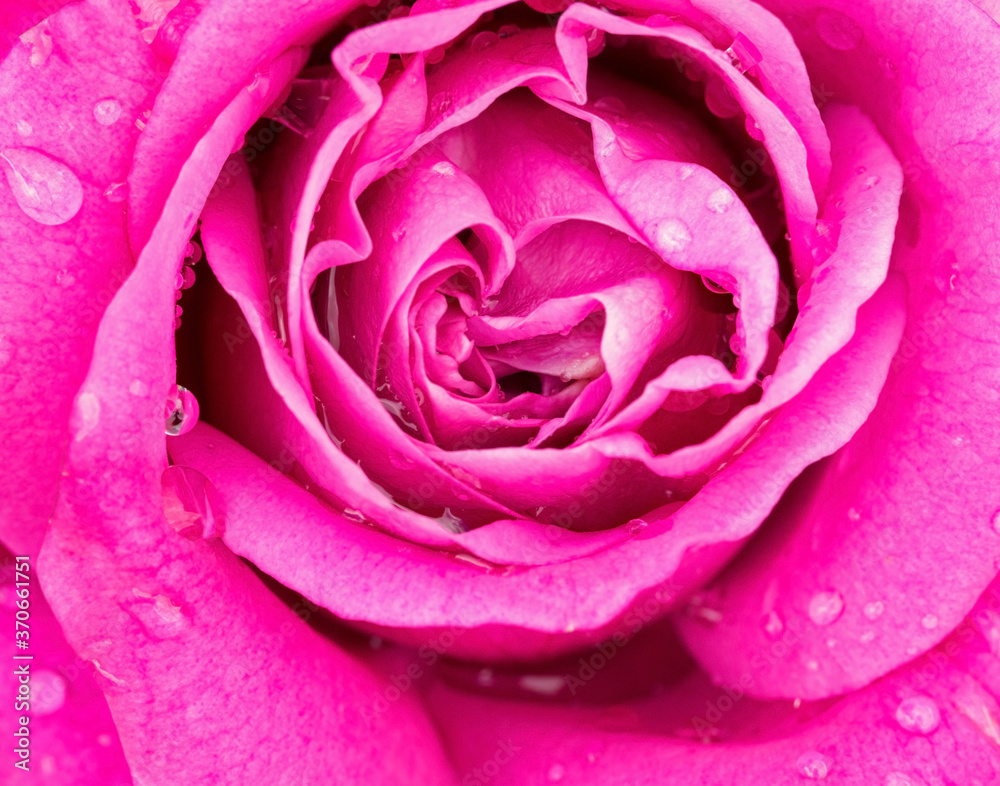 Bright pink rose with rain droplets close up Bright pink rose with rain droplets close up