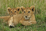 Lion cubs resting in grass, Masai Mara Game Reserve, Kenya