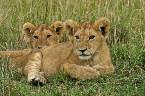 Lion cubs resting in grass, Masai Mara Game Reserve, Kenya © Michele Burgess