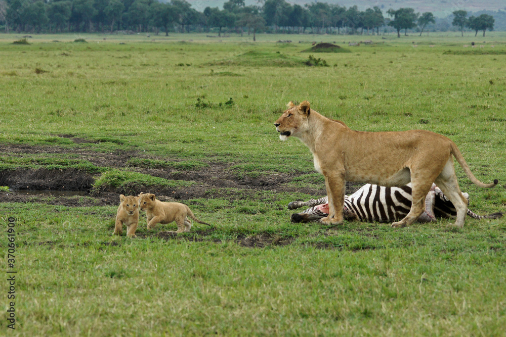 Lioness guards zebra kill while her two cubs cavort, Masai Mara Game Reserve, Kenya Lioness guards zebra kill while her two cubs cavort, Masai Mara Game Reserve, Kenya