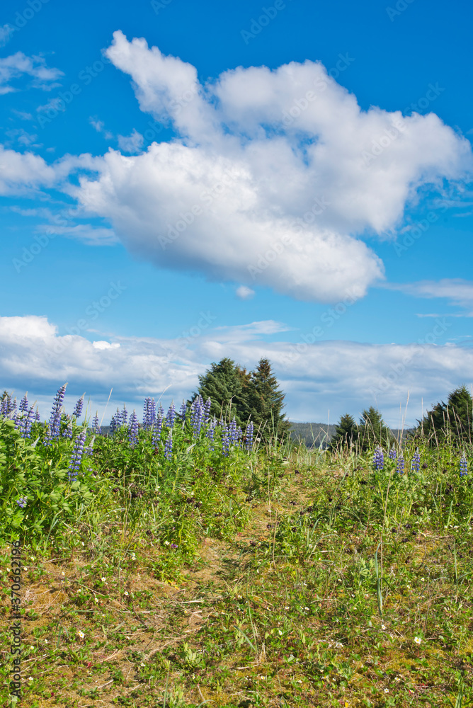 Gustavus trail in summer with wildflowers