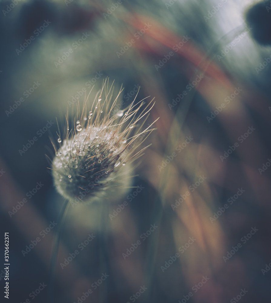 Dewy drops on a dandelion; Nature Background Dewy drops on a dandelion; Nature Background