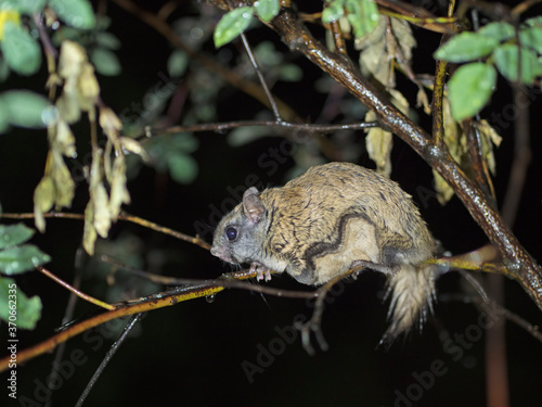 Wet flying squirrel on a branch