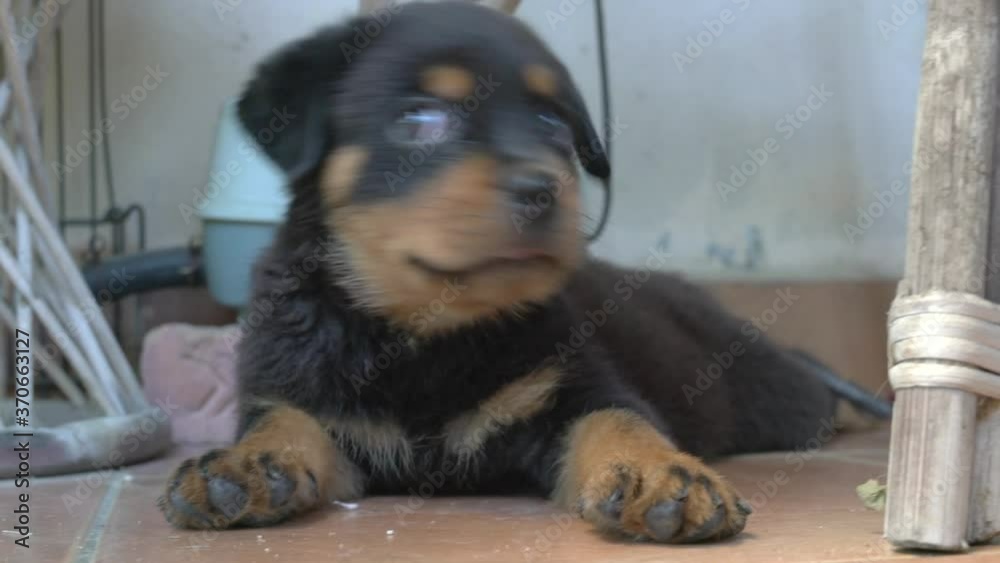 Rottweiler puppy sitting on floor, eyes looking around. Cute and happy expression. Rottweiler puppy sitting on floor, eyes looking around. Cute and happy expression.